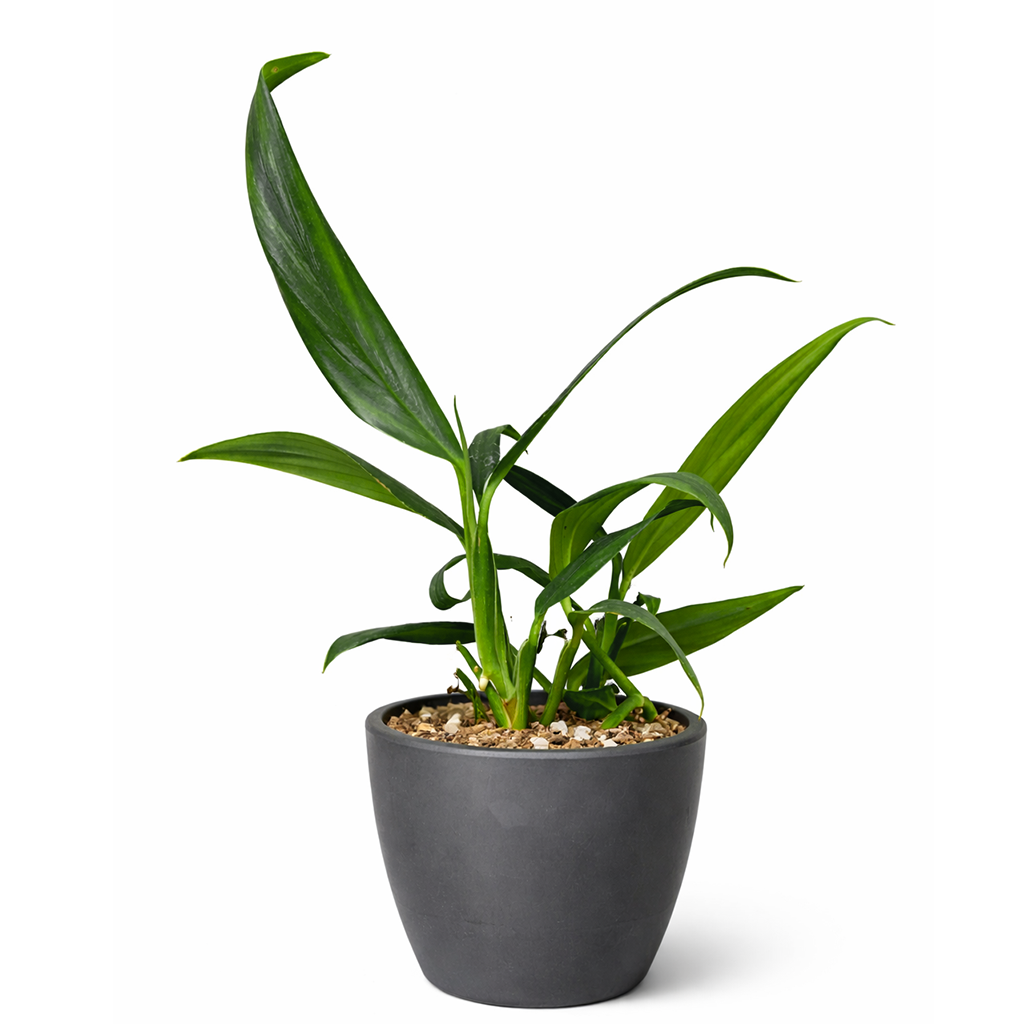 Pothos Silver Streak Long-Leaf Trailing Tropical Houseplant decorative ceramic pot, Rare Silver-Veined Plant 4 inch pot for sale online, Best climbing plants for moss poles