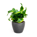 Dracaena 'Tornado' in gray ceramic decorative pot, tropical indoor plants for sale, buy Dracaena 'Tornado' online