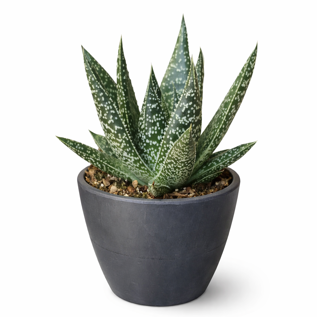 Gasteria Flow Aloe for sale, Rare succulents, succulent care tips, Succulents shop near me, succulent plant, monthly succulents, indoor succulents, succulent subscription, succulents store in CA, Gasteria Flow Aloe in California, How to grow Gasteria Flow Aloe, Lace Aloe