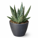 Gasteria Flow Aloe for sale, Rare succulents, succulent care tips, Succulents shop near me, succulent plant, monthly succulents, indoor succulents, succulent subscription, succulents store in CA, Gasteria Flow Aloe in California, How to grow Gasteria Flow Aloe, Lace Aloe
