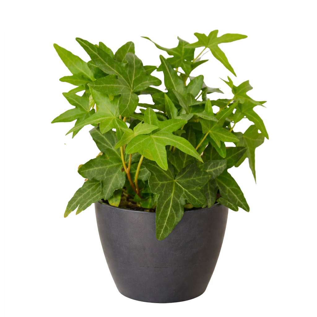 4 inch Green Ivy Plant in black plastic pot, air purifying houseplants, trailing tropical plants for sale