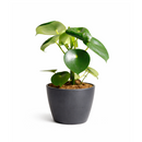 Raindrop-shaped leaves Plant in a 6 inch pot, Houseplants as home decor gifts, Gifts for plant lovers, Buy Peperomia polybotrya Raindrop online