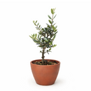 buying an olive tree online, small olive tree, easy to care indoor plants, decorative houseplants