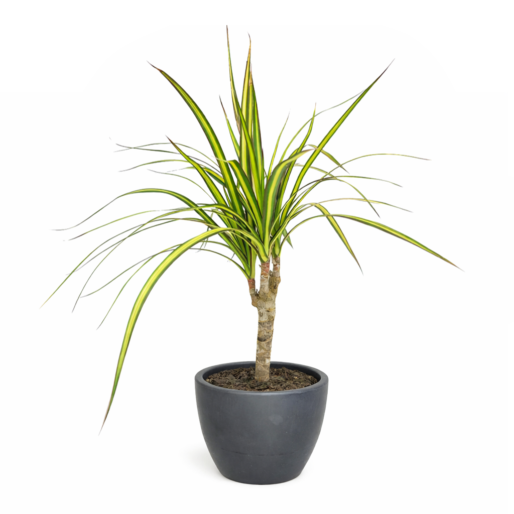 Dracaena Kiwi houseplant in decorative clay pot, houseplant decor ideas, best place to buy outdoor plants online

