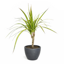 Dracaena Kiwi houseplant in decorative clay pot, houseplant decor ideas, best place to buy outdoor plants online
