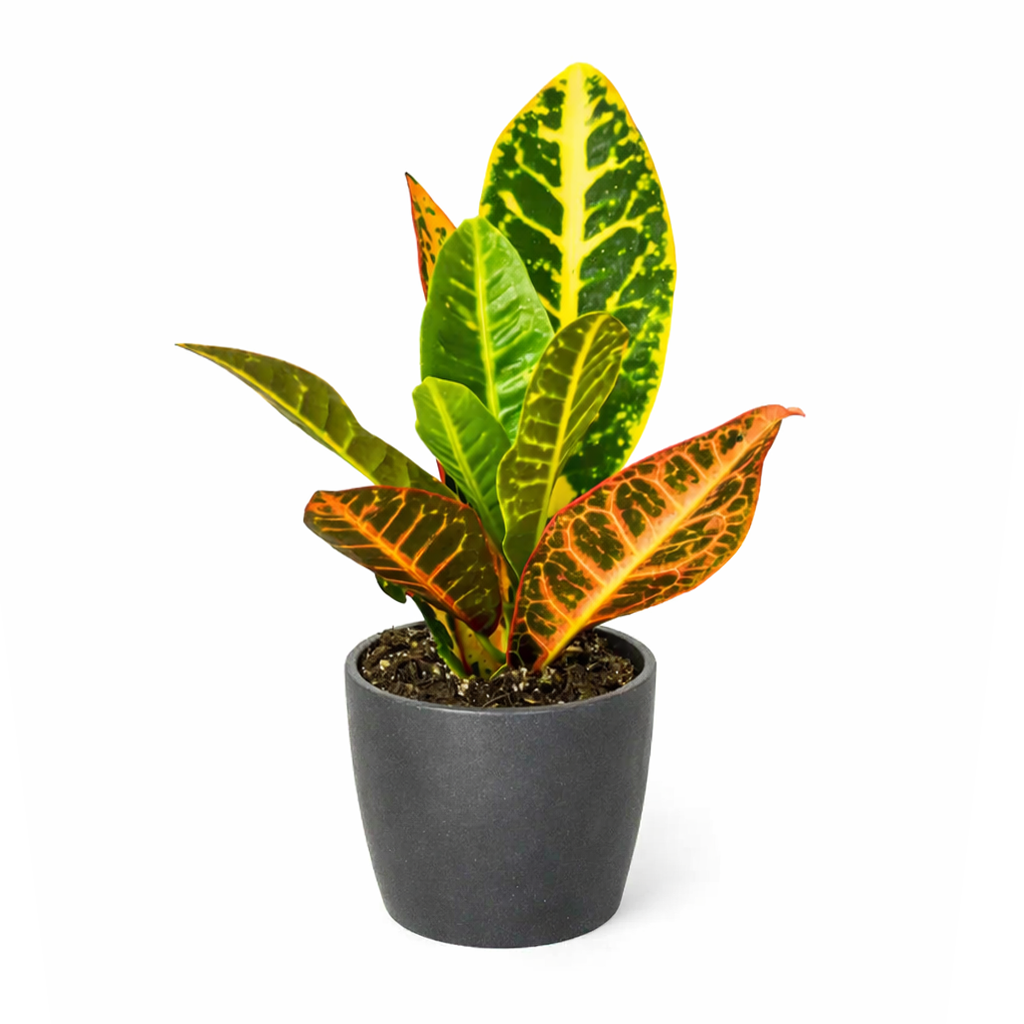 Croton Petra, variegated Croton, Codiaeum variegatum 'Petra', Petra Croton, Croton Petra care, Croton petra near me, variegated croton care, Petra croton care
