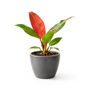 Philodendron Sun Red with Vibrant Red to Burgundy Foliage in 4 inch decorative pot, Self-heading philodendron varieties, Air purifying houseplant for home decoration