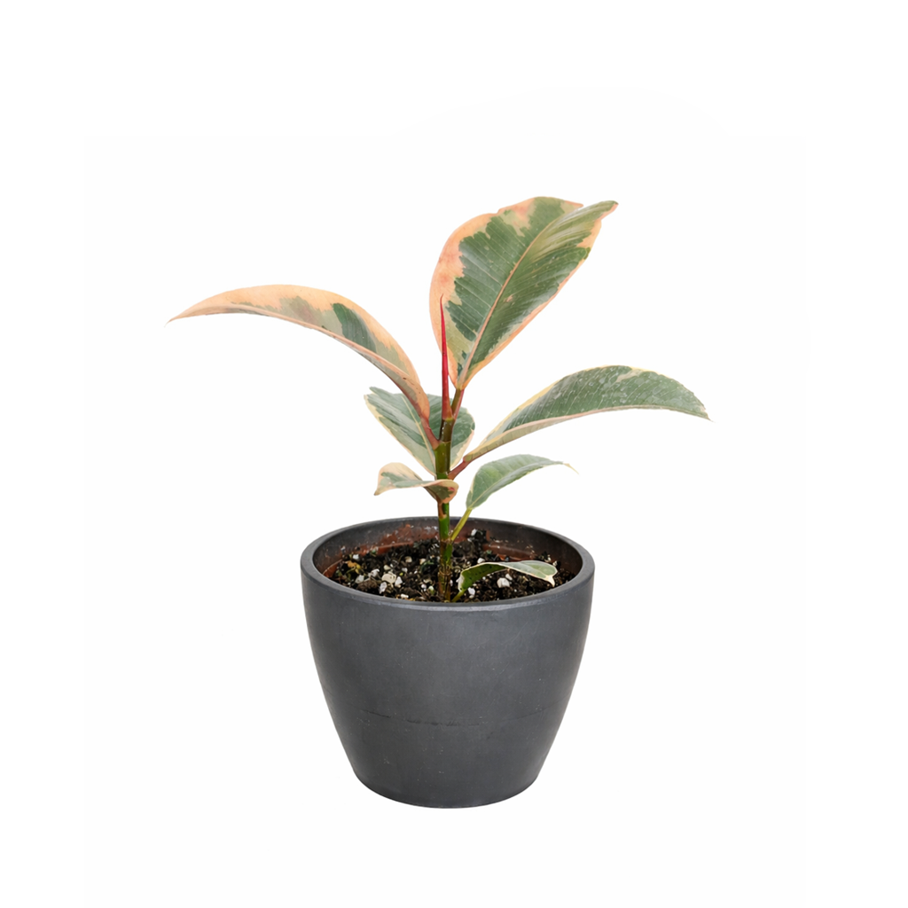 Ficus Elastica Ruby Pink Rubber Tree Delivery, Easy to care houseplant for beginner, Best Feng Shui Plants for your home office, how to care for ficus houseplant, colorful indoor houseplant for sale