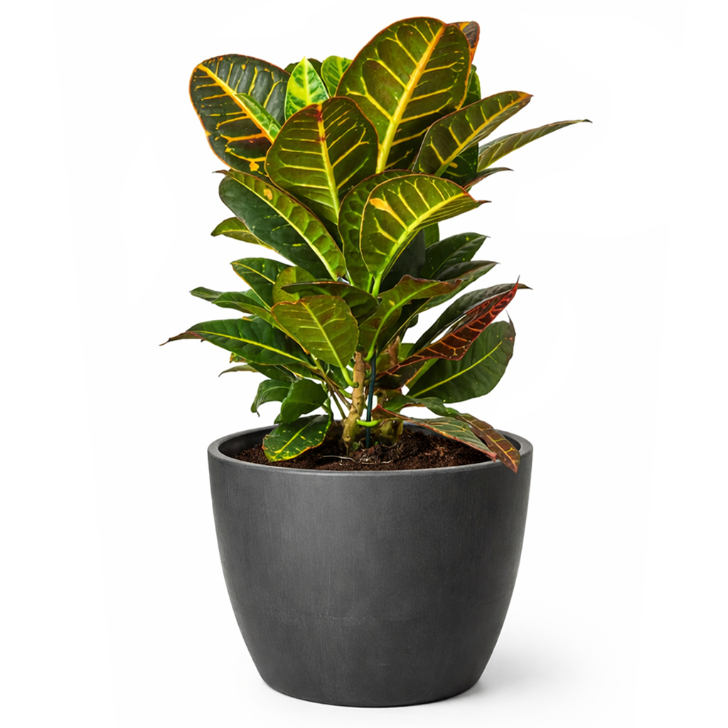 Croton Petra, variegated Croton, Codiaeum variegatum 'Petra', Petra Croton, Croton Petra care, Croton petra near me, variegated croton care, Petra croton care