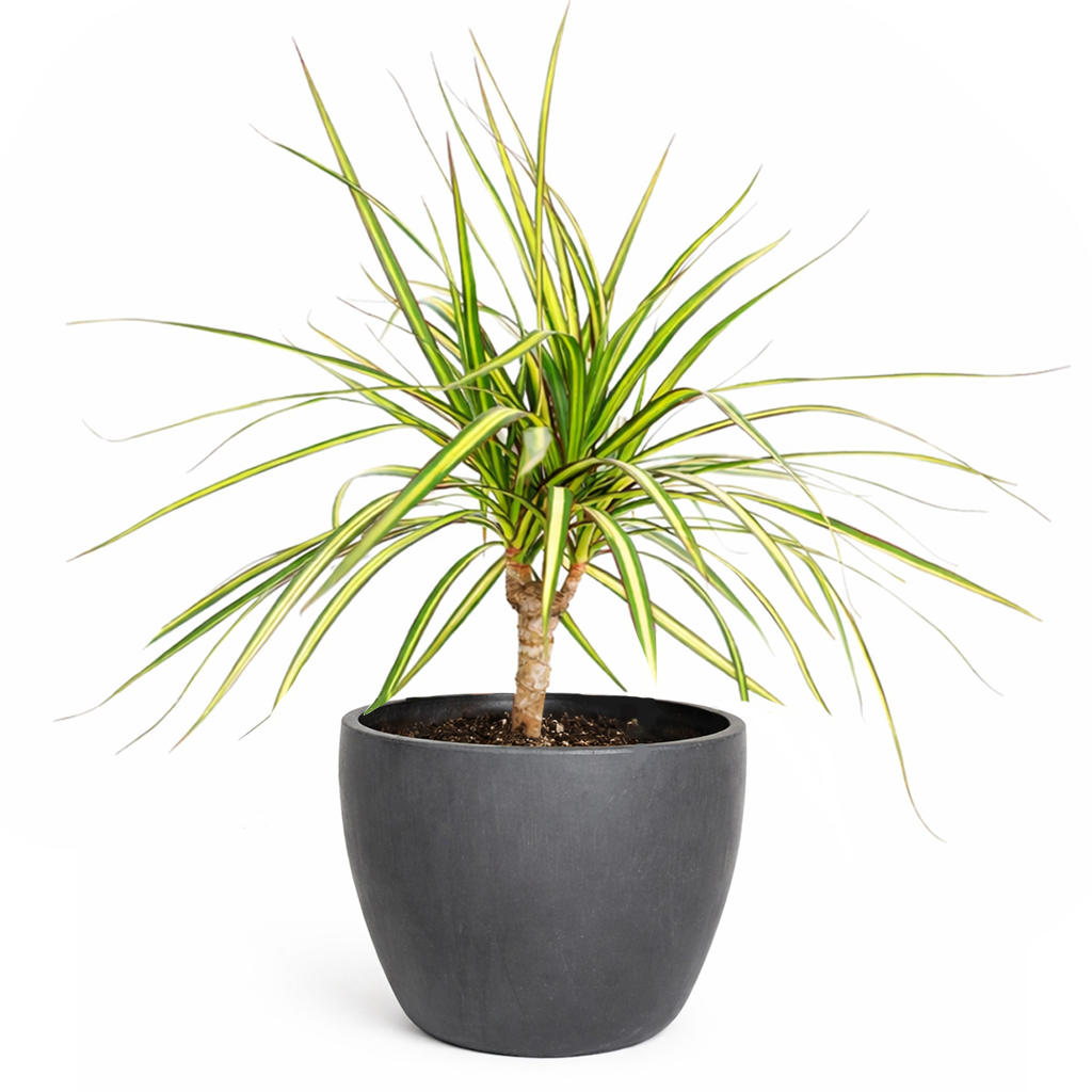 Dracaena Kiwi houseplant in decorative clay pot, houseplant decor ideas, best place to buy outdoor plants online
