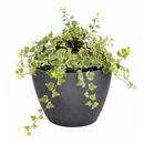 Ivy Kolibre, Hedera helix Kolibri, English Ivy Kolibre, ivy plant, kolibre ivy, ivy plant care, ivy plant for sale, Ivy Kolibre care, Ivy Kolibre near me, trailing houseplants, best trailing plants, indoor trailing houseplant, ivy plant décor ideas, ivy plant gift ideas, Kolibre ivy care