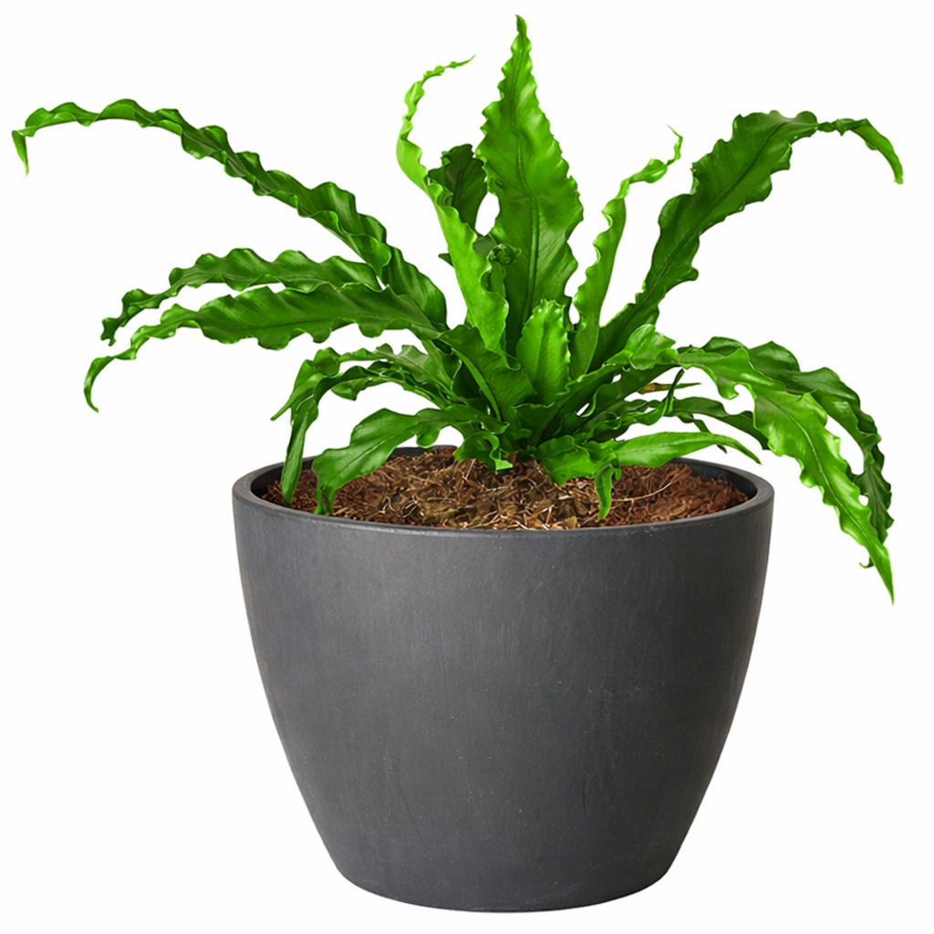 bird's nest fern light, bird's nest fern plant, bird's nest fern types, bird's nest fern outdoors, bird's nest fern for sale, care for bird's nest fern