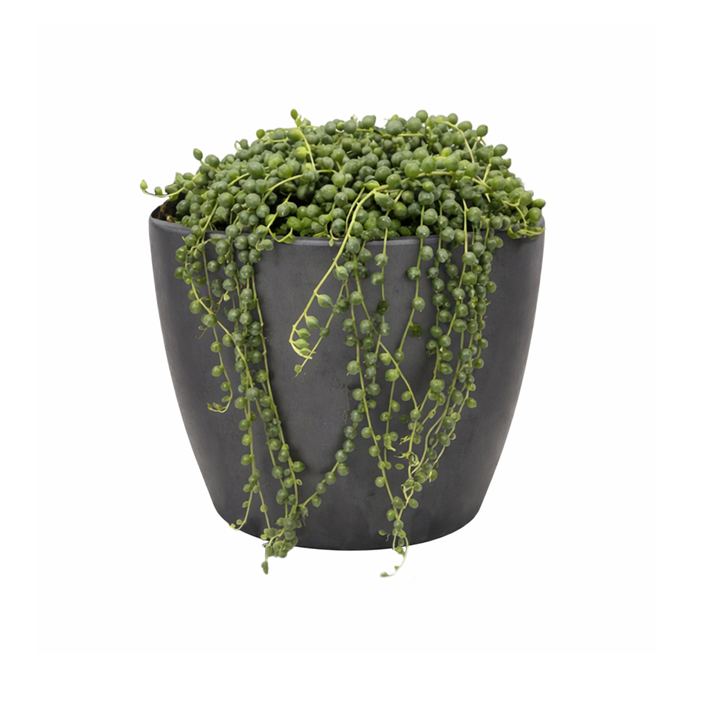 String Of Pearls Senecio Rowleyanus, holiday decoration, gifts for plant lovers 2025, xmas gift ideas, buy succulents online