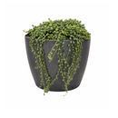 String Of Pearls Senecio Rowleyanus, holiday decoration, gifts for plant lovers 2025, xmas gift ideas, buy succulents online