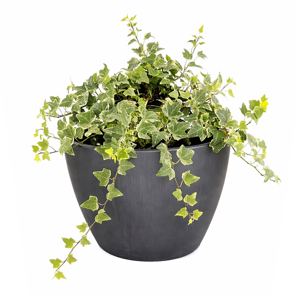 Gracier English Ivy, Hedera helix Glacier, evergreen trailing plant for ground and wall covering, variegated, fast-growing and easy care plant for hanging baskets, best air-purifying plant for indoor spaces