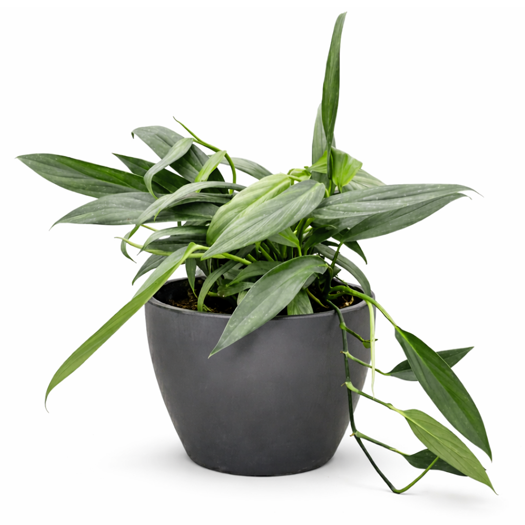 Pothos Silver Streak Long-Leaf Trailing Tropical Houseplant decorative ceramic pot, Rare Silver-Veined Plant 4 inch pot for sale online, Best climbing plants for moss poles