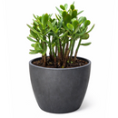 Crassula Ovata Obliqua Jade Plant in black plastic pot, Crassula Ovata Obliqua Jade Plant for sale, buy Crassula Ovata Obliqua Jade Plant online