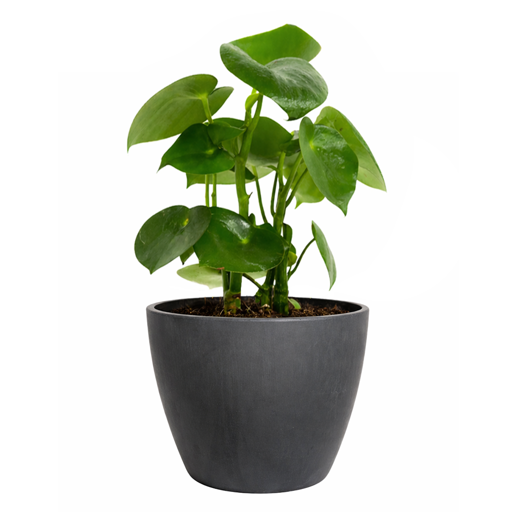 Raindrop-shaped leaves Plant in a 6 inch pot, Houseplants as home decor gifts, Gifts for plant lovers, Buy Peperomia polybotrya Raindrop online