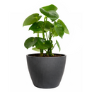 Raindrop-shaped leaves Plant in a 6 inch pot, Houseplants as home decor gifts, Gifts for plant lovers, Buy Peperomia polybotrya Raindrop online