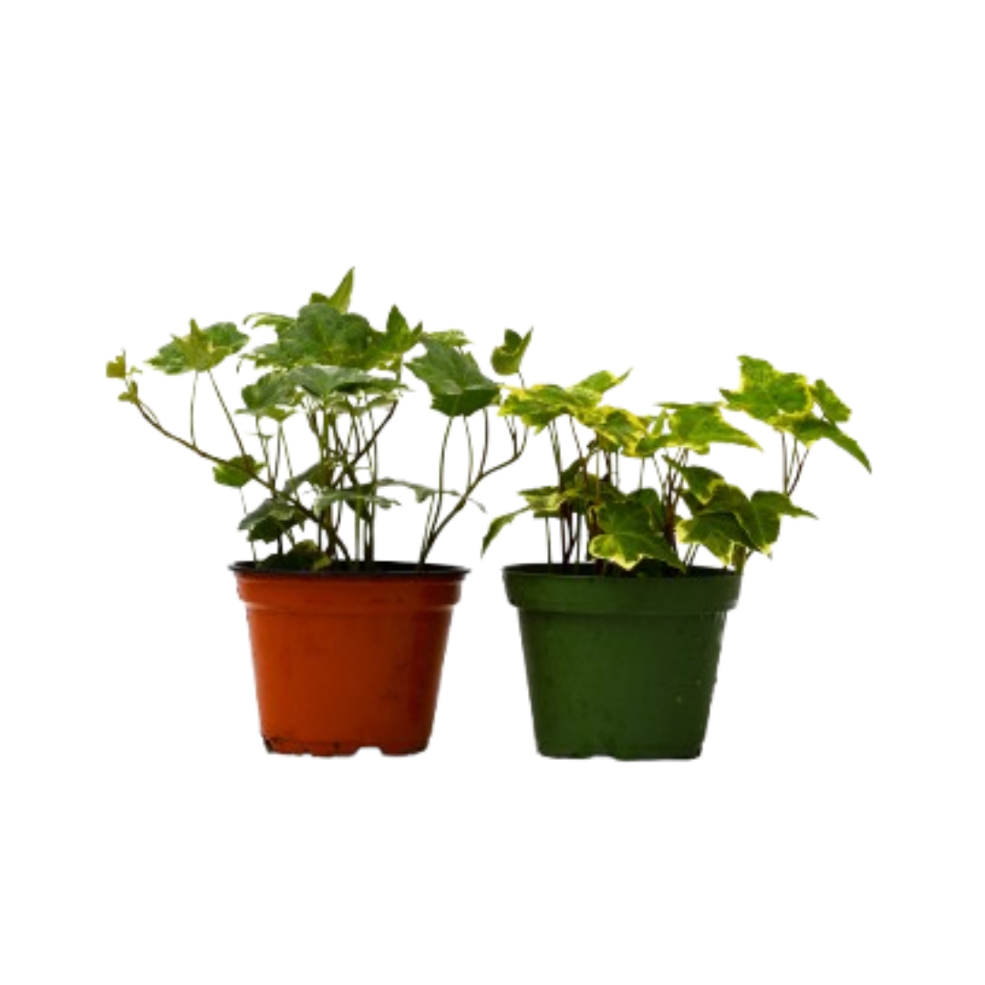 buy 2 english ivy variety pack - 4" pot live plant 4" pot online, lush dark green lobed foliage, vigorous trailing vines, dense wiry stems, air purifying houseplant, low light tolerant, cascading bohemian accent perfect for shelves or hanging baskets, a thoughtful gift for plant lovers and home decorators