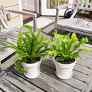 2 Fern Variety Pack - 4" Pot
