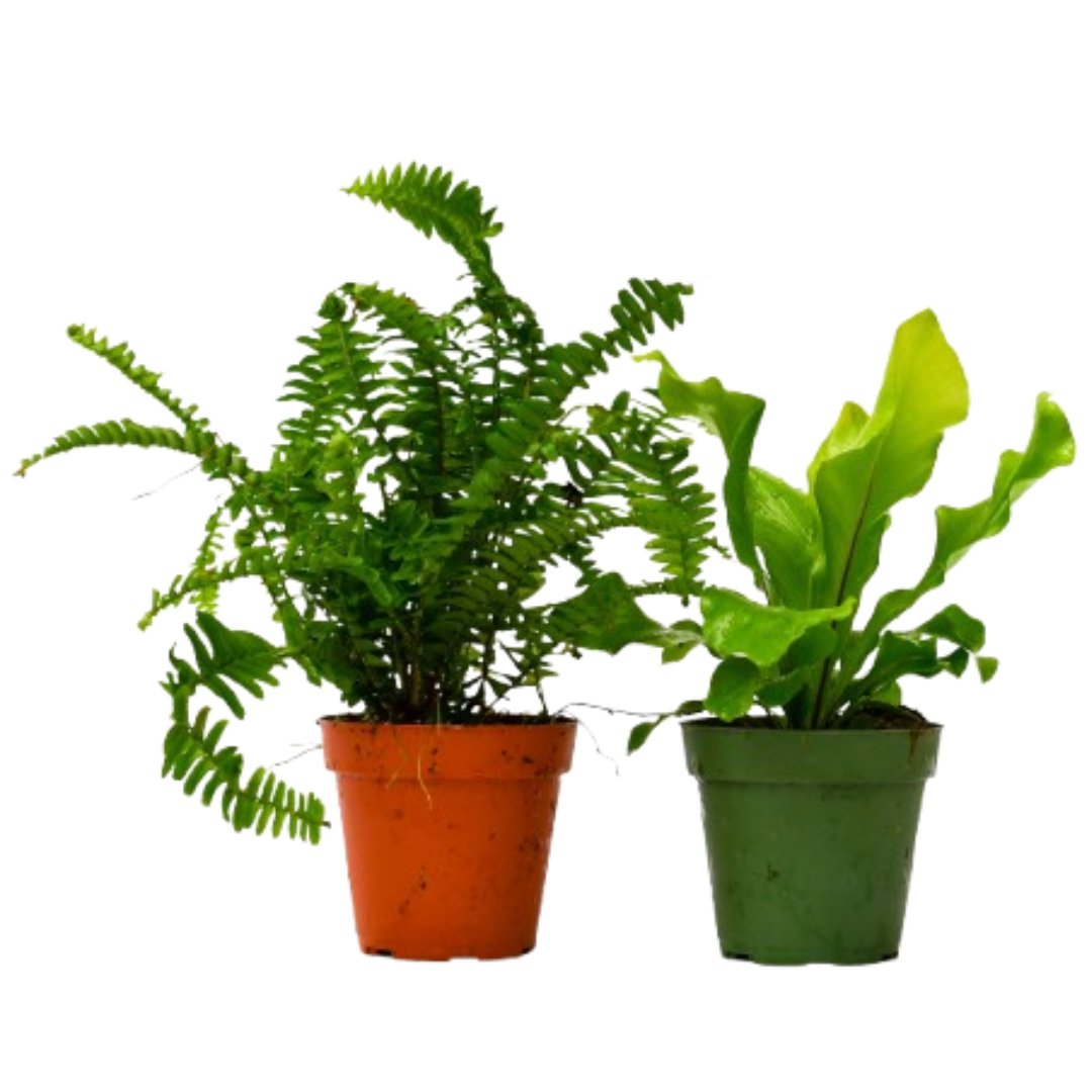 buy 2 fern variety pack - 4" pot live houseplant 4" pot online, lush forest green fronds, humidity loving foliage, indirect light tolerant, air purifying, delicate arching fronds, makes a stunning bohemian shelf or hanging display, perfect gift for plant lovers and home decorators