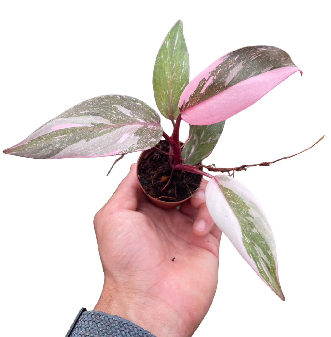 buy philodendron 'marble pink princess' live houseplant 2" pot online, striking pink white and dark green marbled waxy leaves, compact vining growth habit, variegated tropical foliage, easy care indoor plant, bold statement piece for shelves or plant stands, a unique gift for plant collectors and houseplant enthusiasts