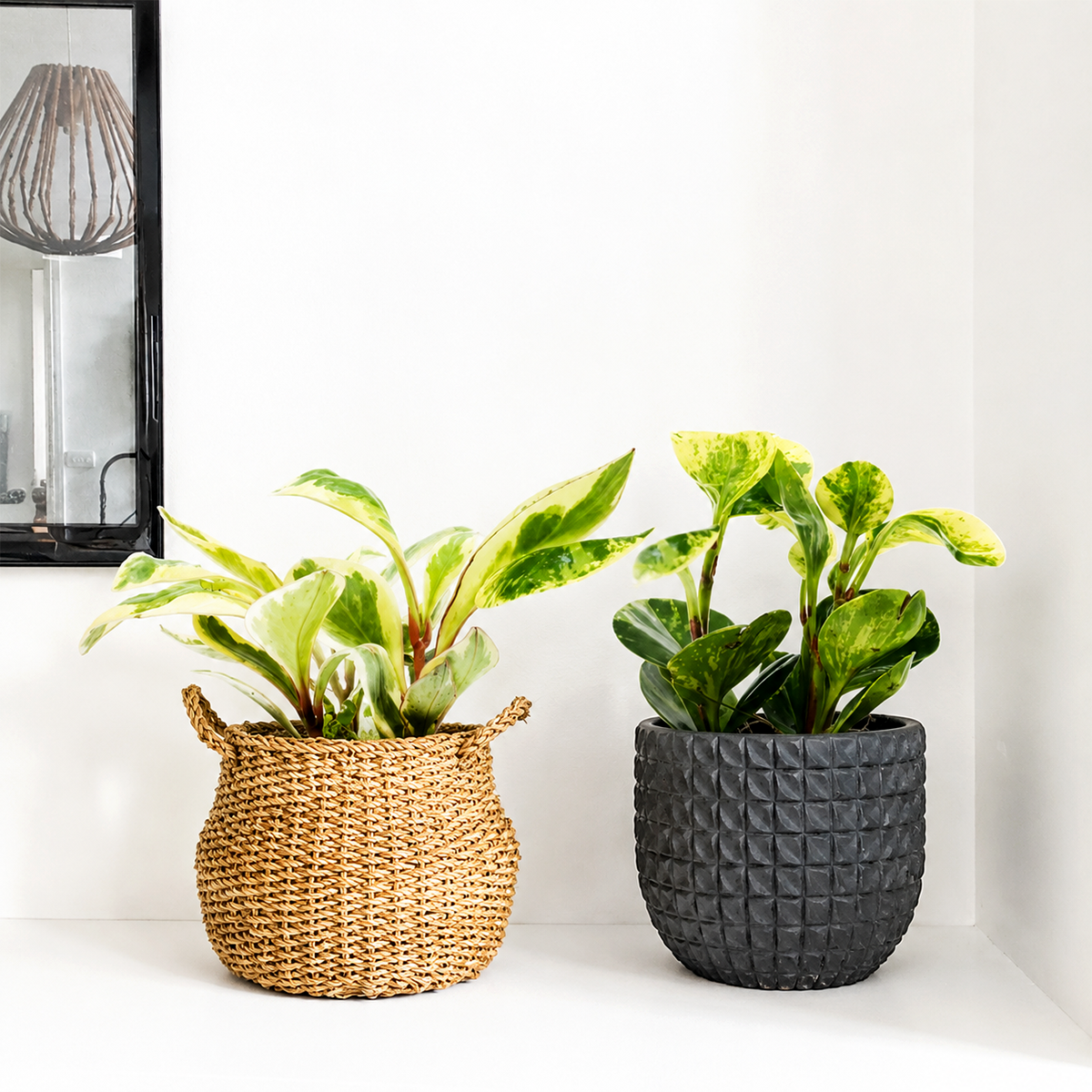 Buy 2 Peperomia Plants Variety Pack in 4" Pots - Baby Rubber Plants online. This variety pack includes two Baby Rubber Plants with thick, glossy leaves that add vibrant greenery to any indoor space. These easy-care houseplants thrive in bright, indirect light and prefer well-draining soil with moderate watering. This plant bundle is perfect for homes, offices, and anyone looking for attractive, low-maintenance indoor plants.
