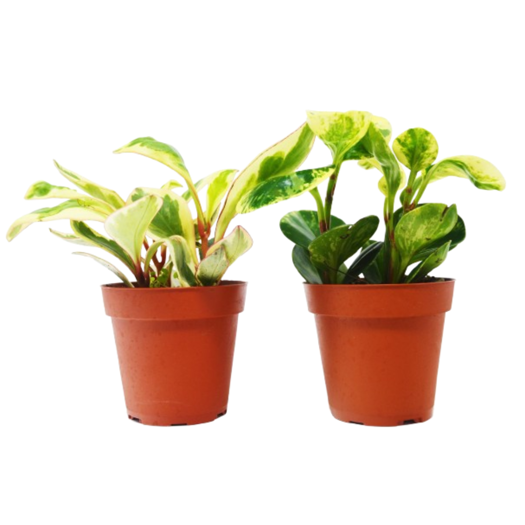 buy 2 peperomia plants variety pack in 4" pots - baby rubber plants live houseplant 4" pot online, compact glossy dark green foliage, thick succulent-like leaves, upright bushy growth habit, low light tolerant, easy care tropical plant, perfect for desk or shelf display, a charming and thoughtful gift for plant lovers