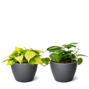 Random Philodendron Variety 2-Pack 4" Pots, heartleaf philodendron, variegated philodendron, easy houseplants, indoor trailing plants, air purifying plants