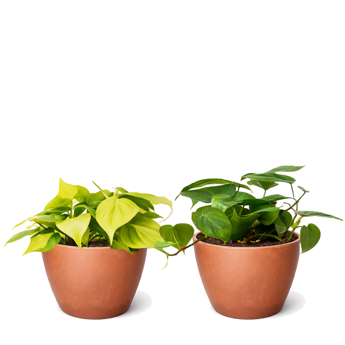 Random Philodendron Variety 2-Pack 4" Pots, heartleaf philodendron, variegated philodendron, easy houseplants, indoor trailing plants, air purifying plants