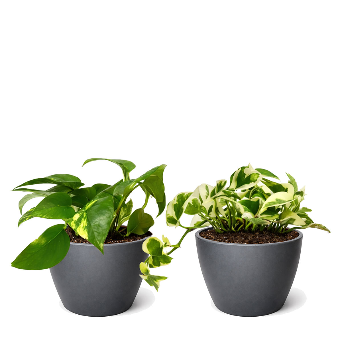 Random Pothos Variety 2-Pack 4" Plastic Pots, Pothos variety pack, live Devil's Ivy, 4 inch pothos bundle, easy care indoor vines, trailing houseplants, air purifying live plants