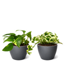Random Pothos Variety 2-Pack 4" Plastic Pots, Pothos variety pack, live Devil's Ivy, 4 inch pothos bundle, easy care indoor vines, trailing houseplants, air purifying live plants