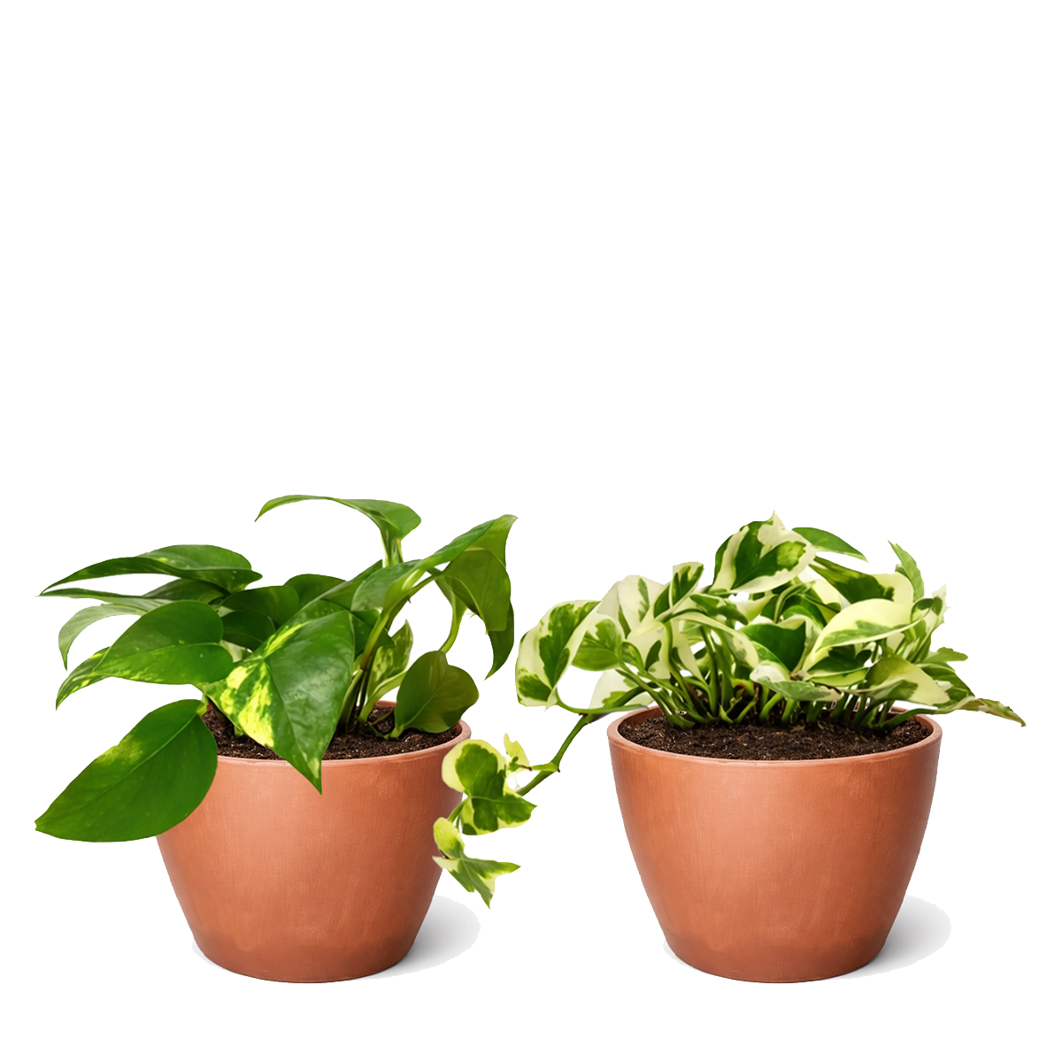 Random Pothos Variety 2-Pack 4" Plastic Pots, Pothos variety pack, live Devil's Ivy, 4 inch pothos bundle, easy care indoor vines, trailing houseplants, air purifying live plants