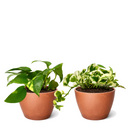 Random Pothos Variety 2-Pack 4" Plastic Pots, Pothos variety pack, live Devil's Ivy, 4 inch pothos bundle, easy care indoor vines, trailing houseplants, air purifying live plants
