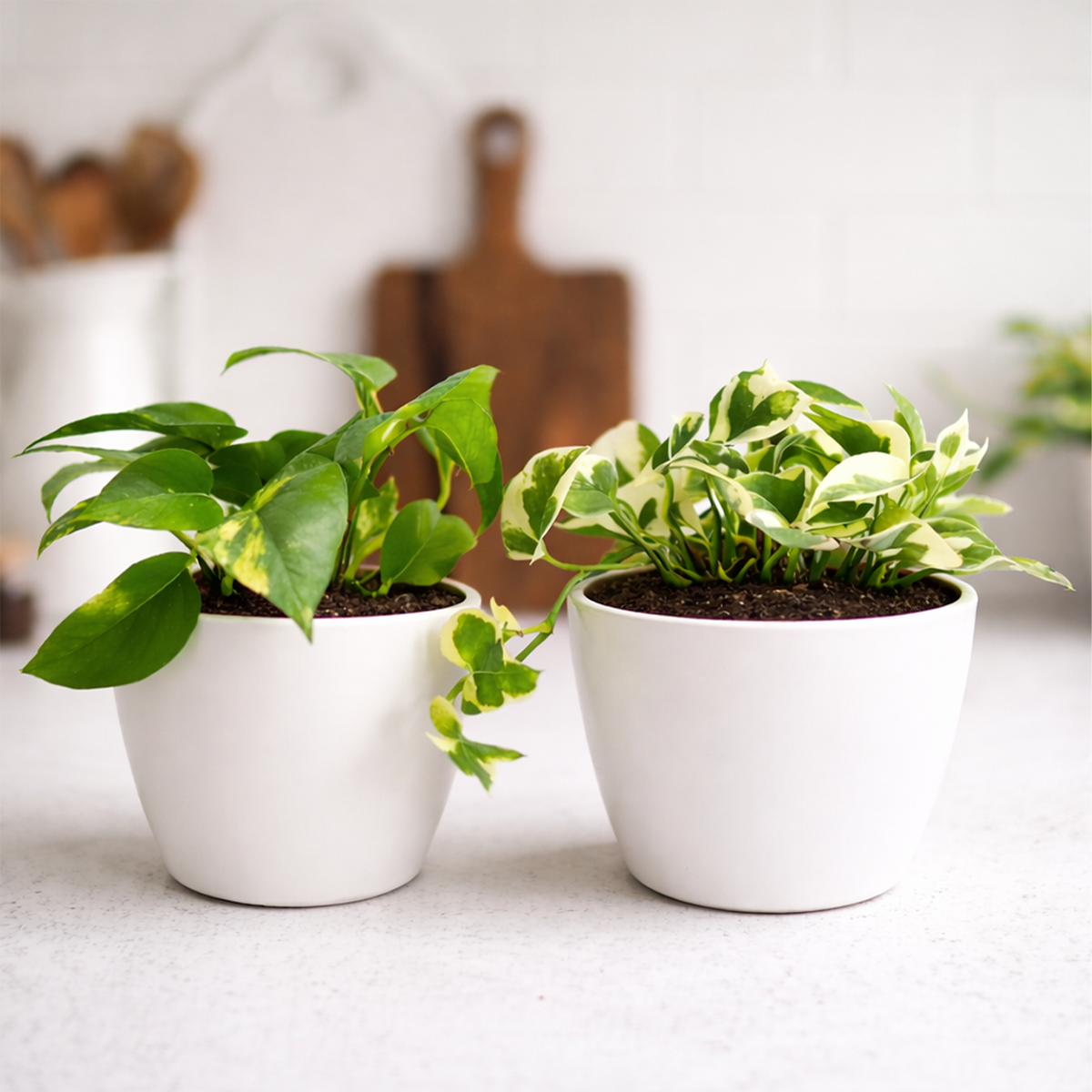 Random Pothos Variety 2-Pack 4" Plastic Pots, Pothos variety pack, live Devil's Ivy, 4 inch pothos bundle, easy care indoor vines, trailing houseplants, air purifying live plants