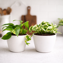 Random Pothos Variety 2-Pack 4" Plastic Pots, Pothos variety pack, live Devil's Ivy, 4 inch pothos bundle, easy care indoor vines, trailing houseplants, air purifying live plants