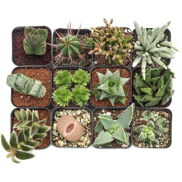 2" Potted Collector’s Assortment with Unusual Varieties, Hard to find succulents, 2 inch rare plants, weird succulents, variegated succulents, exotic indoor plants, succulent gift for collectors
