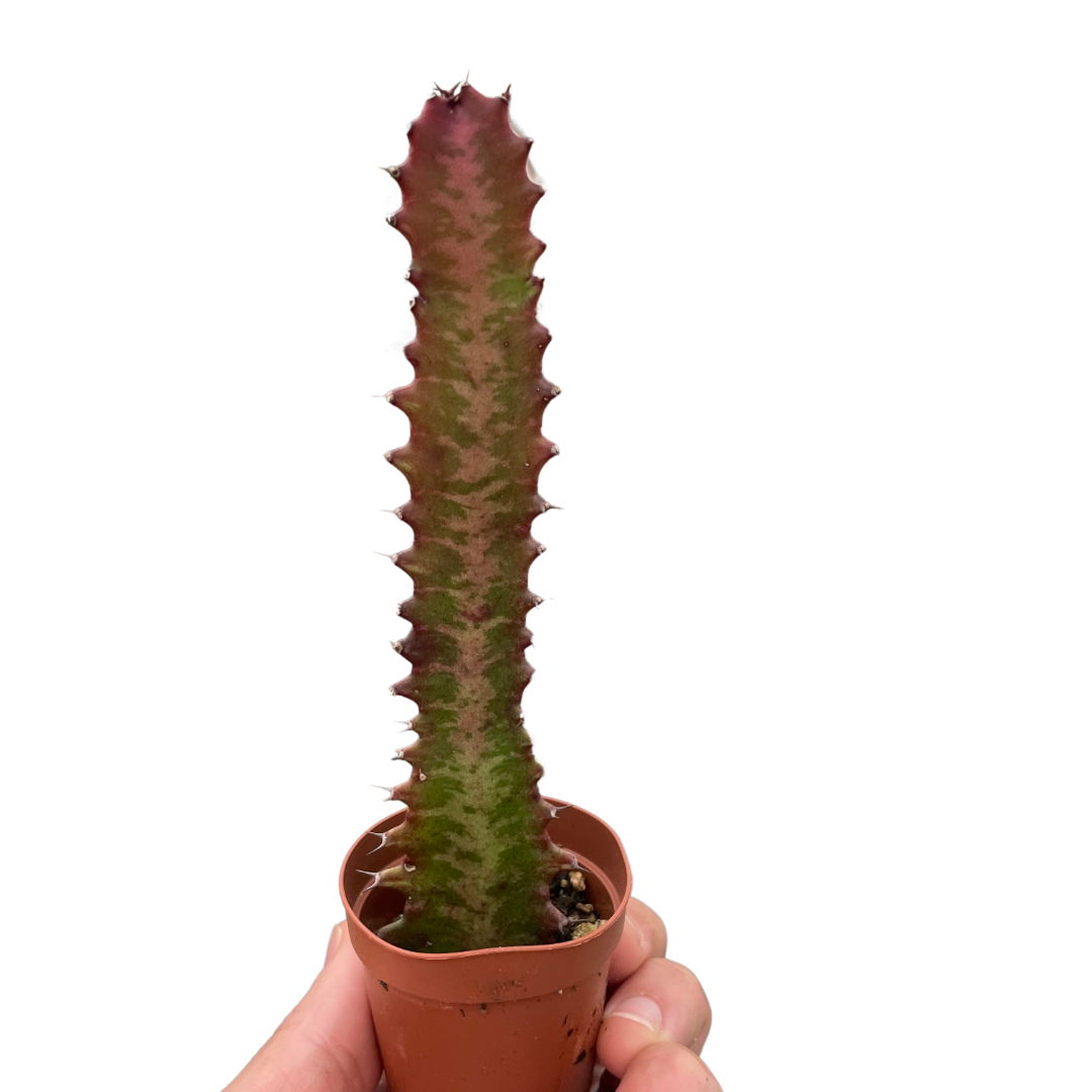 3" Succulent Euphorbia 'Trigona Rubra' live succulent for sale, columnar stems with white striped markings, drought tolerant easy care plant, structural botanical accent, beginner friendly houseplant, contemporary interior styling, thoughtful gift for succulent collectors