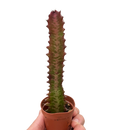 buy Succulent Euphorbia 'Trigona Rubra' live succulent 4" pot online, distinctive green and white variegated foliage, upright architectural form, resilient low-water houseplant, air sensitive tropical succulent, statement piece for shelving, perfect gift for indoor gardeners