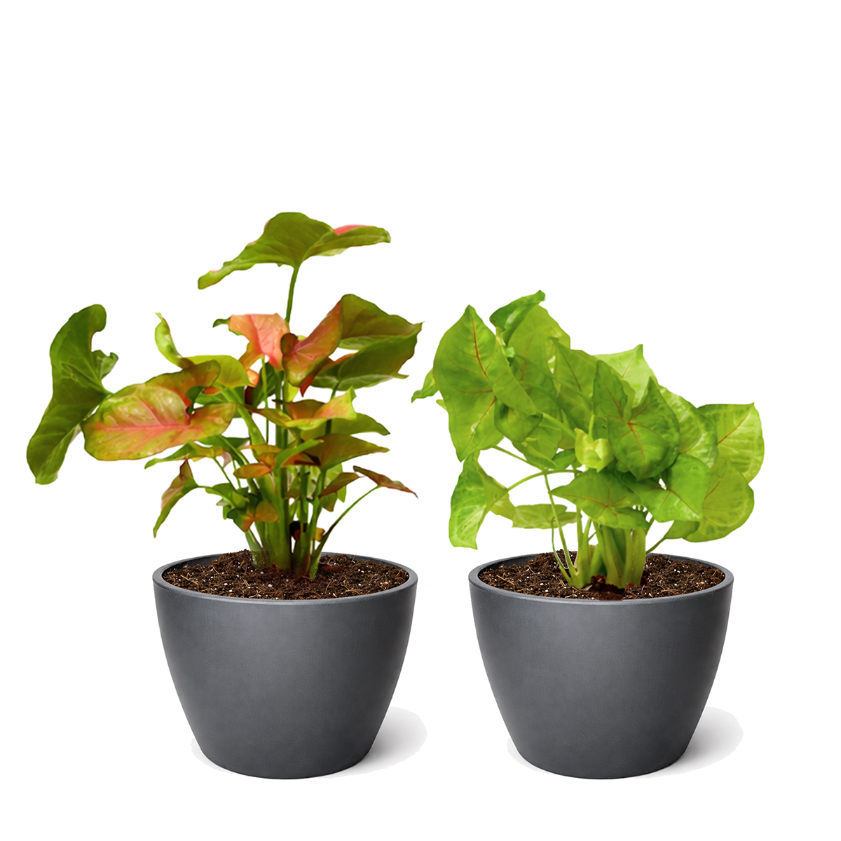2-Pack Syngonium Arrowhead Bundle 4" Live Houseplants Randomly Selected Variety Set, versatile plants in the indoor gardening