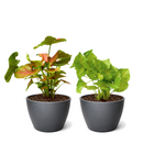 2-Pack Syngonium Arrowhead Bundle 4" Live Houseplants Randomly Selected Variety Set, versatile plants in the indoor gardening