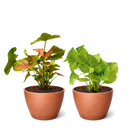 2-Pack Syngonium Arrowhead Bundle 4" Live Houseplants Randomly Selected Variety Set, versatile plants in the indoor gardening