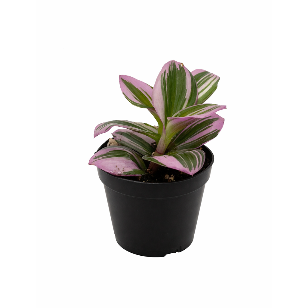 best place to buy plants near me, Tradescantia Nanouk, most beautiful houseplants, colorful houseplants, pink and purple foliage houseplants, bright light plants