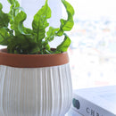 Terracotta Ribbed Pot 6 inch for Succulent &amp; Houseplant, Decorative Flower Pot with Drainage Hole and Plug, White Ceramic Pot with Terracotta Color Rim, 6 inch Cerramic Planter Pot with Drainage Hole for Sale