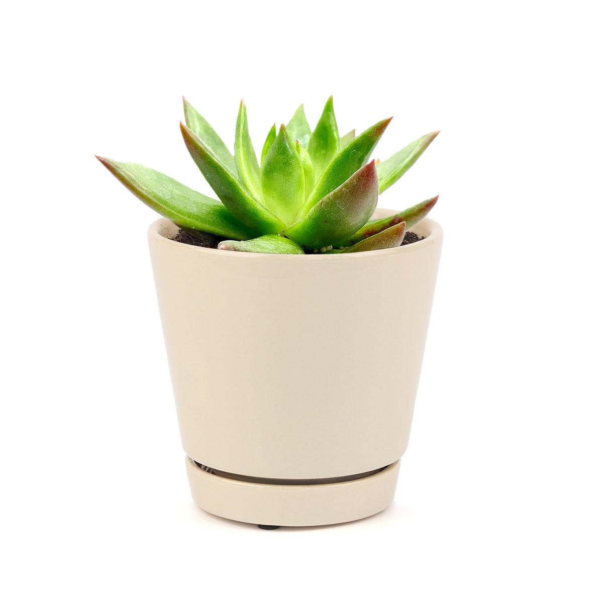 Succulent Christmas Gift Ideas, Christmas Gift Ideas for Succulent Lovers, Holiday Succulent Planter, Holiday Decorating with Succulents, how to care for echeveria succulent plants