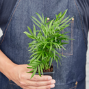 3" pot 3" tropical plant variety bundle live houseplant for sale, handpicked tropical foliage assortment, diverse leaf forms from feathery to broad, grows well in shaded corners and bright rooms alike, air purifying qualities, elegant tropical home decor accent, wonderful gift for any occasion