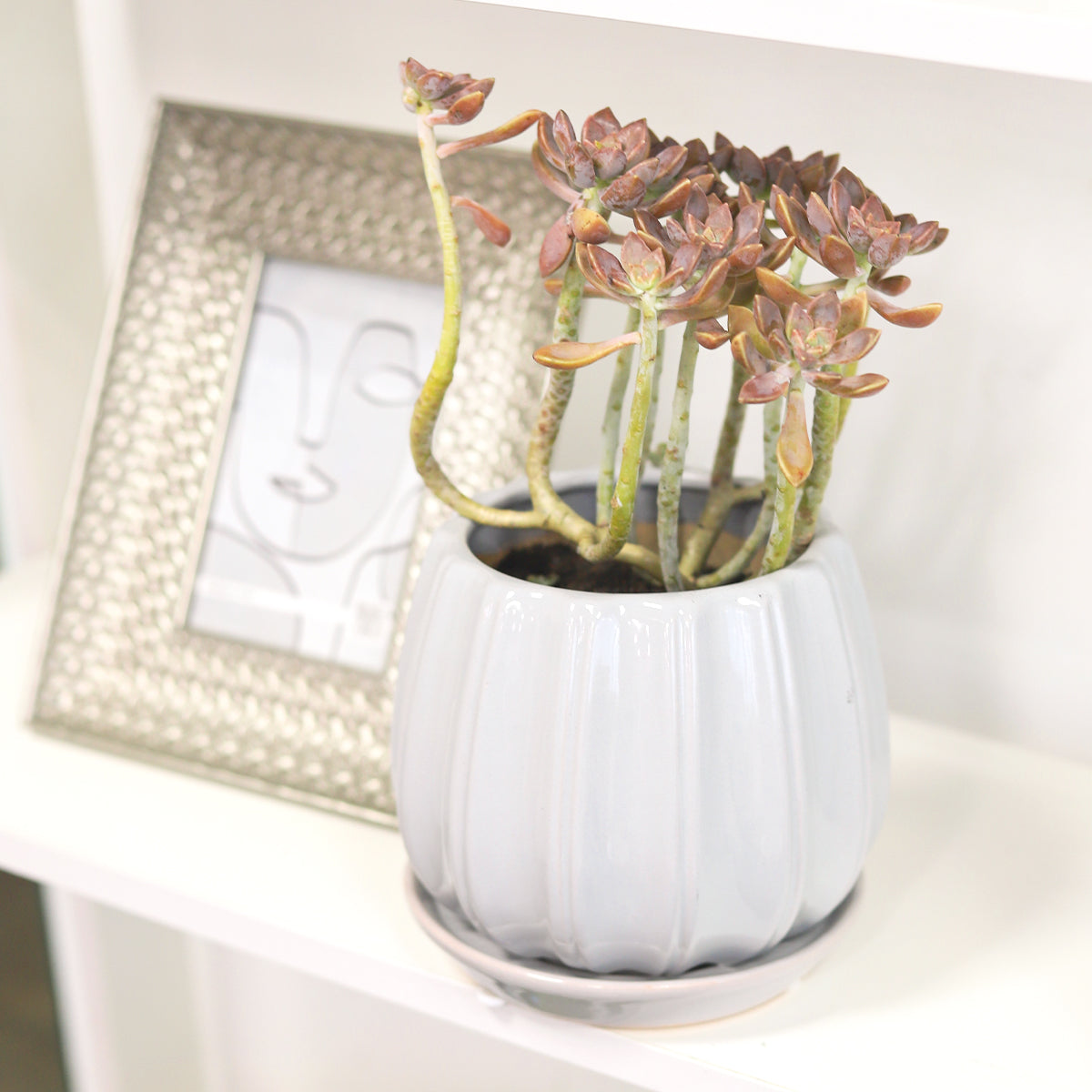 glazed ceramic pots for succulents 6 inch Grey Glazed Ceramic Contour Planter - Buy Ceramic Pot Online