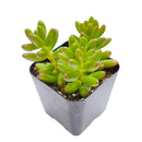 Pink Jelly Bean Sedum - Sedum rubrotinctum