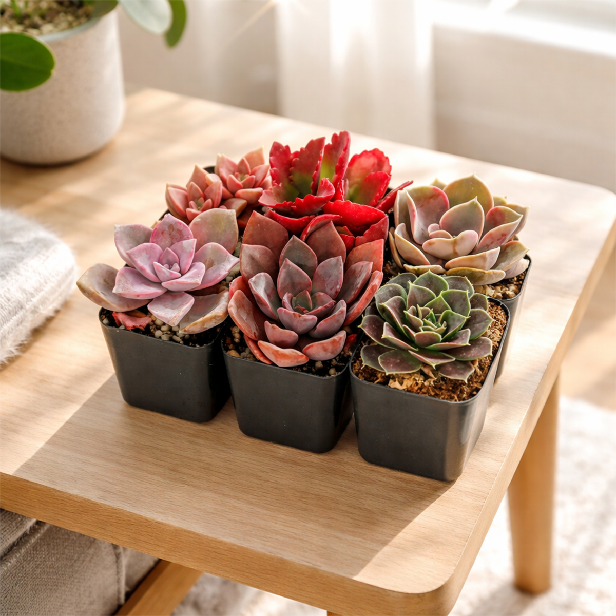 An assortment of 6 colorful succulent plants in small, square black plastic pots is arranged on a light wood side table. The plants showcase a vibrant palette of pink, purple, and deep red.